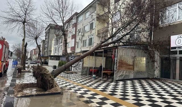 Muratlı'da ağaç kahvehanenin çatısına devrildi