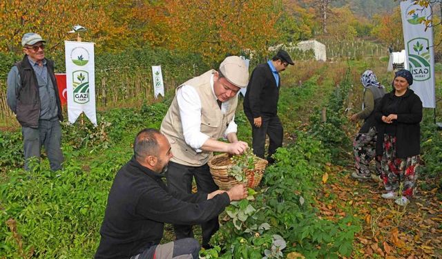 Osmangazi Belediyesinden dağ köylerinde ahududu seferberliği; hedef 100 dönüm