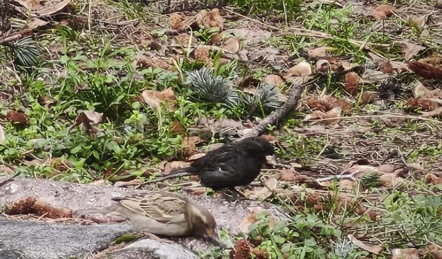 Serçe sürüsünün arasında gördüler, ismini 'Kömür' koydular