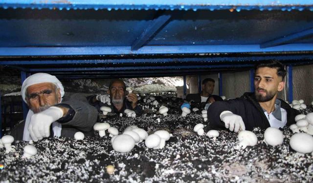 2 bin yıllık tarihi mağarada mantar üretim tesisi kurdu