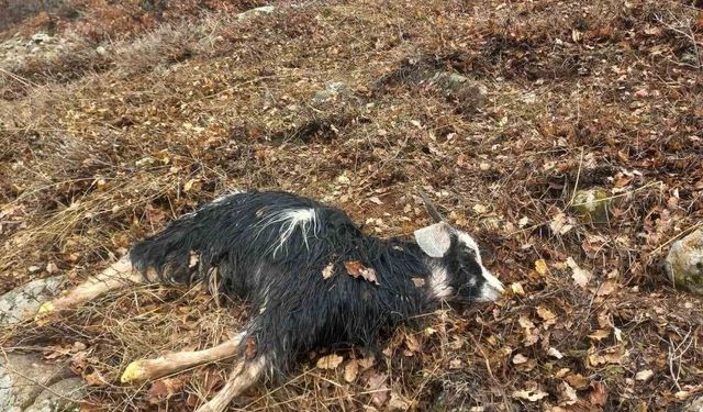 Ağıldan kaçan küçükbaş hayvanları kurtlar parçaladı