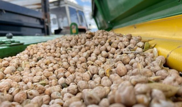 Bayburt'ta üreticilere yüzde 75 hibeli nohut tohumu desteği