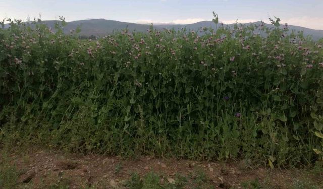 Bayburt'ta yüzde 50 hibeli bezelye tohumu desteğinde başvurular 23 Mart'ta başlıyor