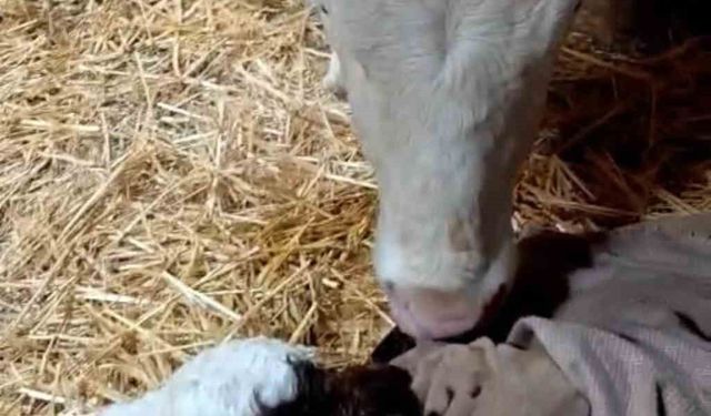 Bayram sabahı doğan buzağıyı görünce türküler söyledi