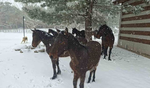Bayramda Spil'e kar sürprizi