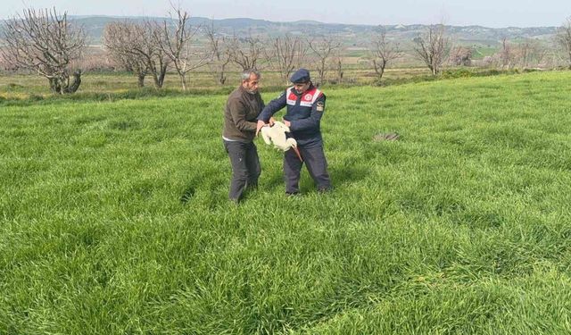 Bilecik'te yaralı leylek yetkililere teslim edildi