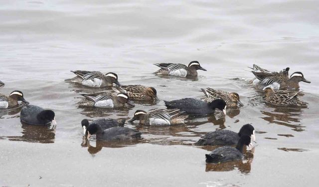 Çıkrıkçın ördekleri Van Gölü sahilinde görüntülendi