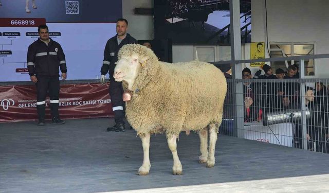 Damızlık koçta rekor, açık artırmada 1 milyonluk satış