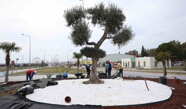 Didim Belediyesi, Didim'e çıkan yolları güzelleştirdi