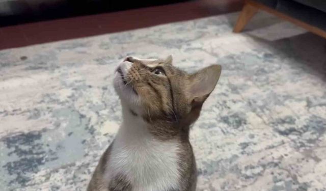 Dört yıldır kusan kedinin midesinden buzdolabı vakumu çıktı