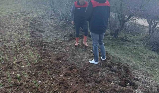 Elazığ'da tarla faresi sürvey çalışması