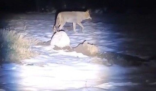 Erzincan'da aç kalan kurtlar köye indi