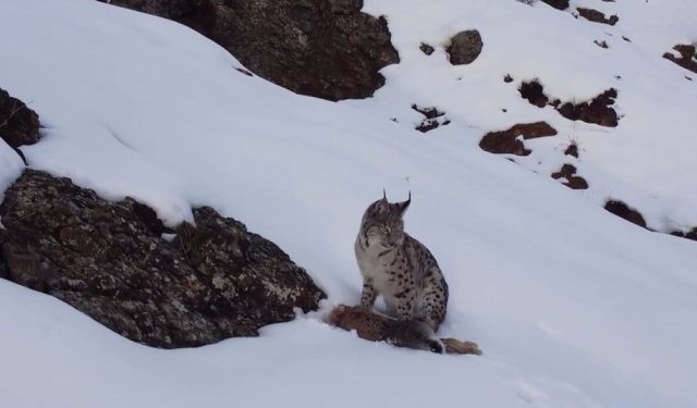 Erzincan'da 'Doğadaki Kız' nesli tükenme tehlikesi altındaki vaşağı görüntüledi