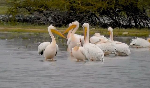 Göç eden pelikanlar Bursa'da mola verdi