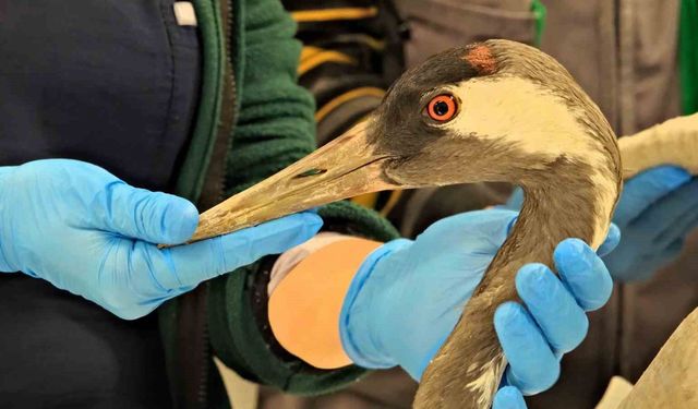 Göç yolunda yaralanan bayağı turnanın tedavisi Ormanya'da sürüyor