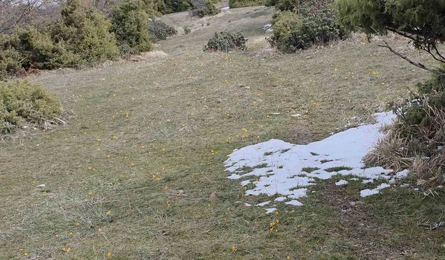 Kar ve çiçek açan çiğdemler yan yana