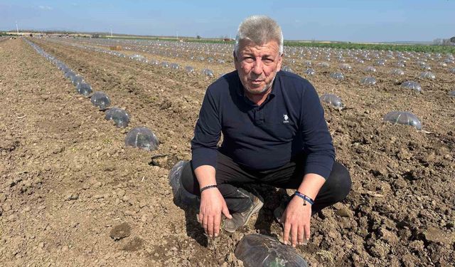 Karacabey Ovası'nda turfanda karpuz ekimi başladı