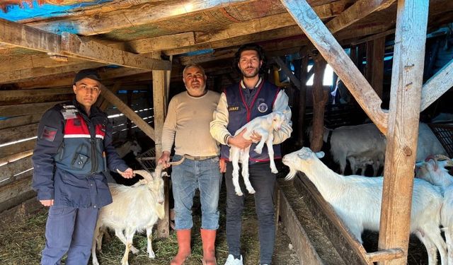 Kaybolan 50 küçükbaş hayvan dron destekli aramayla bulundu