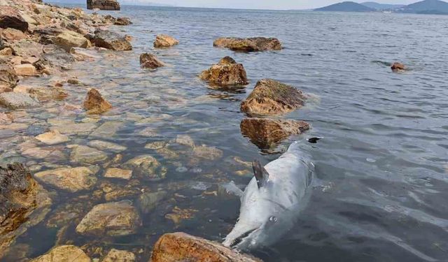 Kınalıada Sahili'nde üzücü görüntü: Ölü yunus kıyıya vurdu