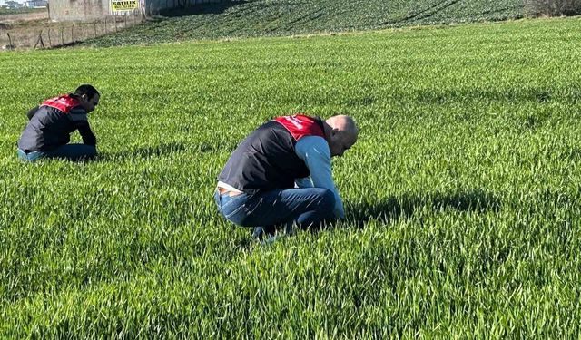 Kırklareli'de tarım arazilerinde denetim: Kanola ve hububat ekilişleri incelendi