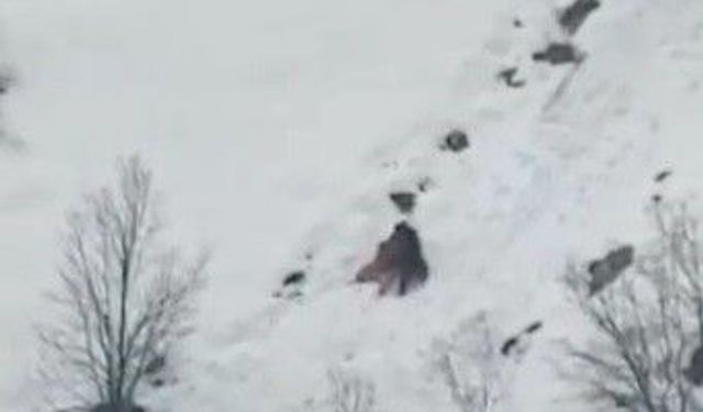 Kış uykusundan uyanan ayıların kar keyfi