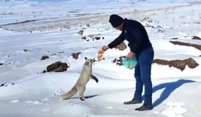 Kışın zor günlerinde tilkiye işçilerden şefkat eli