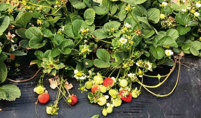 Köprübaşı çileği altın sezonunu yaşıyor