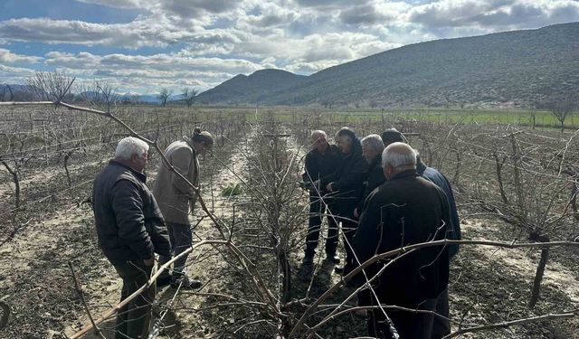 Korkuteli'nde çiftçilere budama eğitimi