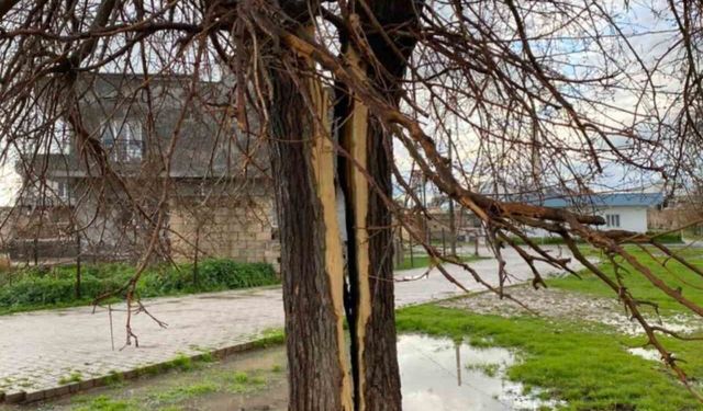 Mardin'de yıldırımın isabet ettiği ağaç ikiye bölündü
