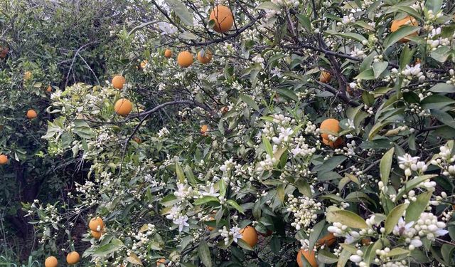 Mersin portakal kokmaya başladı: Dalında kalan ürünler toplanmadan çiçekler açtı
