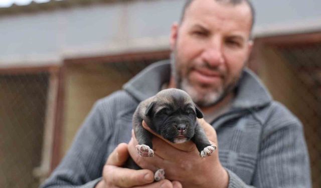 Mevsimin ilk kangalları dünyaya gözlerini açtı, karakterleri böyle ortaya çıkıyor