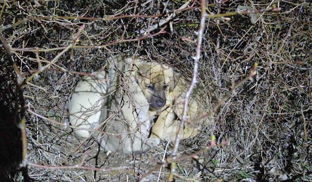 Ölüme terk edilmiş köpek yavrularına sahip çıktı