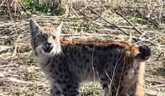 Ormanın hayaleti çığlık atarken görüntülendi