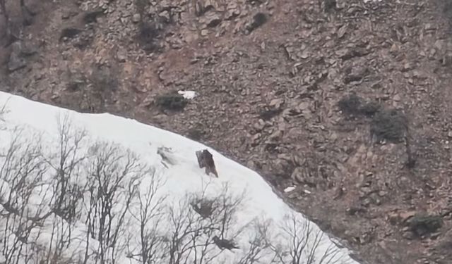Pülümür Vadisi'nde oyun oynayan ayılar görüntülendi