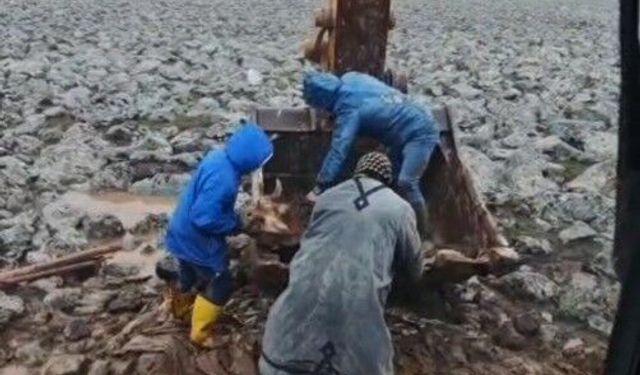 Şanlıurfa'da çamura saplanan inek kepçe yardımıyla kurtarıldı