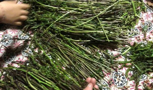 Sarıgöl'de yaban otları paraya dönüştü