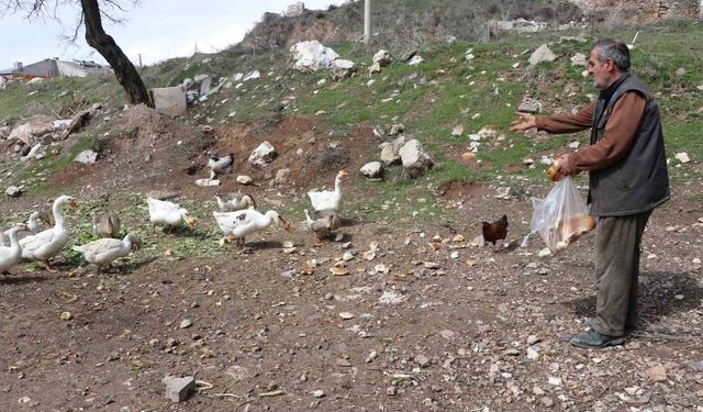 Şehirde renkli görüntüler oluşturan firari kazlar, yuvalarında görüntülendi