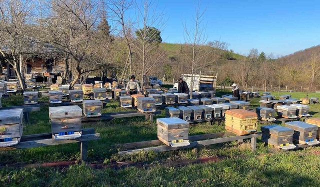 Sinop'ta soğuk hava arıcılığı olumsuz etkiliyor