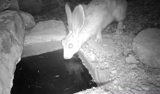 Su içen yaban hayvanları fotokapanla görüntülendi