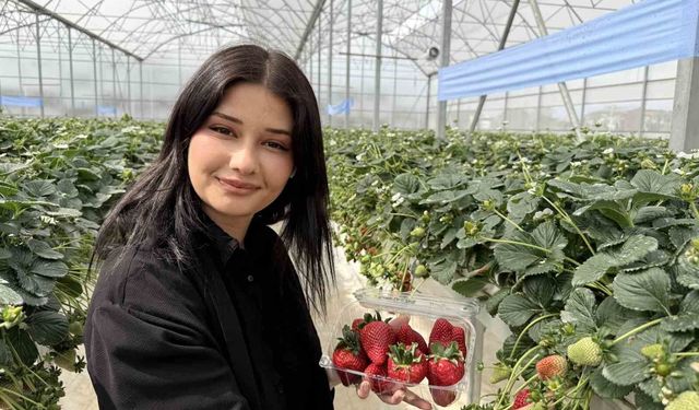 Tarsus'ta topraksız tarımda ilk çilek hasadı yapıldı