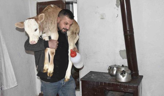 Tatvan'da hasta buzağıya evde özel bakım