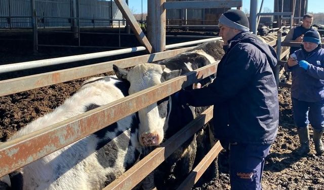 Trakya'da şap alarmına karşı sahadalar: Büyükbaş hayvanlara aşılama sürüyor