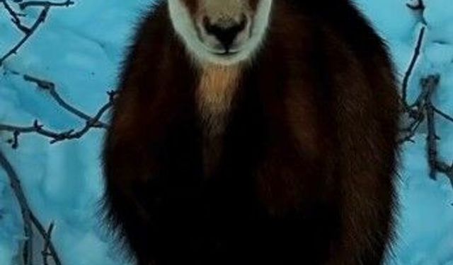 Tunceli'de şamua sürüsü görüntülendi