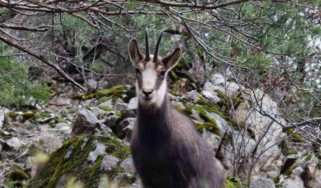 Türkiye'de en düşük rakımda sadece Gümüşhane'de görülüyor