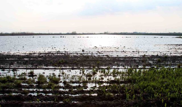 TZOB Genel Başkanı Bayraktar: 'Üreticilerimize muhakkak nakdi yardım yapılması gerekiyor'