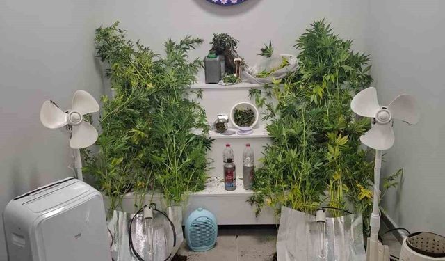 Yalova'da saklandığı evde uyuşturucu yetiştiren hükümlü yakalandı