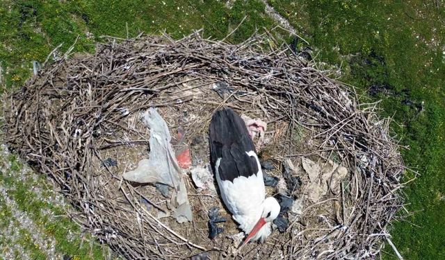 15 yıllık 'komşu': Leylek 'Ciran' ailenin maskotu oldu