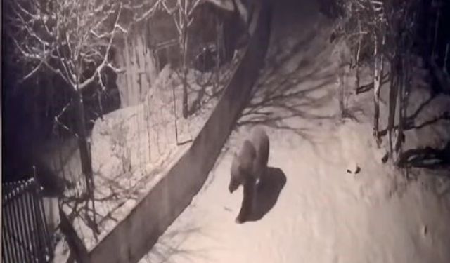 Artvin'de aç kalan ayılar köylere indi