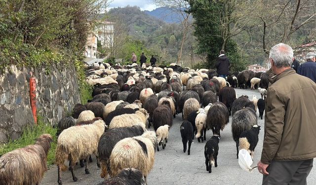 Artvin'de zorlu yayla göçü başladı
