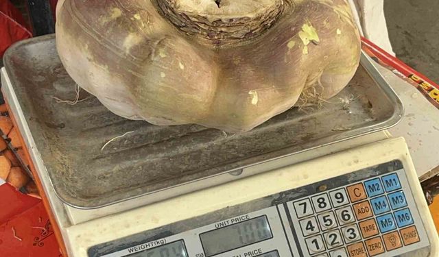 Batman'da dev turp görenleri şaşırttı